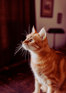 Pets in Rental Properties